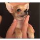 Chihuahua kurzhaariger Schlag - Hündin