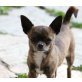 Chihuahua kurzhaariger Schlag - Hündin
