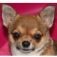 Chihuahua kurzhaariger Schlag - Hündin