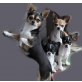 Chihuahua kurzhaariger Schlag - Hündin