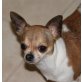 Chihuahua kurzhaariger Schlag - Hündin