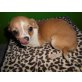 Chihuahua kurzhaariger Schlag - Hündin
