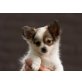 Chihuahua kurzhaariger Schlag - Hündin