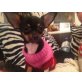 Chihuahua kurzhaariger Schlag - Hündin