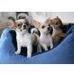 Chihuahua kurzhaariger Schlag - Hündin