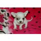 Chihuahua kurzhaariger Schlag - Hündin