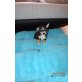 Chihuahua kurzhaariger Schlag - Hündin