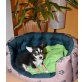 Chihuahua kurzhaariger Schlag - Hündin