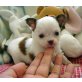 Chihuahua kurzhaariger Schlag - Hündin