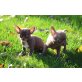 Chihuahua kurzhaariger Schlag - Hündin
