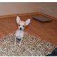 Chihuahua kurzhaariger Schlag - Hündin