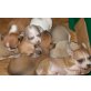 Chihuahua kurzhaariger Schlag - Hündin