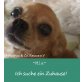 Chihuahua kurzhaariger Schlag - Hündin