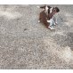 Chihuahua kurzhaariger Schlag - Hündin
