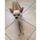 Chihuahua kurzhaariger Schlag - Hündin