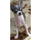 Chihuahua kurzhaariger Schlag - Hündin