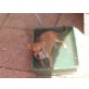 Chihuahua kurzhaariger Schlag - Hündin