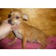 Chihuahua kurzhaariger Schlag - Hündin