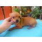 Chihuahua kurzhaariger Schlag - Hündin