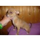 Chihuahua kurzhaariger Schlag - Hündin