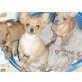Chihuahua kurzhaariger Schlag - Hündin