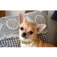 Chihuahua kurzhaariger Schlag - Hündin