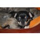 Chihuahua kurzhaariger Schlag - Hündin