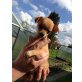 Chihuahua kurzhaariger Schlag - Rüde