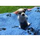 Chihuahua kurzhaariger Schlag - Rüde