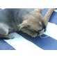 Chihuahua kurzhaariger Schlag - Rüde