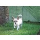 Chihuahua kurzhaariger Schlag - Rüde