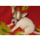 Chihuahua kurzhaariger Schlag - Rüde