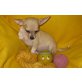 Chihuahua kurzhaariger Schlag - Rüde
