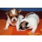 Chihuahua kurzhaariger Schlag - Rüde