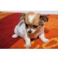 Chihuahua kurzhaariger Schlag - Rüde