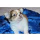 Chihuahua kurzhaariger Schlag - Rüde