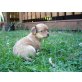 Chihuahua kurzhaariger Schlag - Rüde