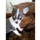 Chihuahua kurzhaariger Schlag - Rüde