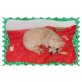 Chihuahua kurzhaariger Schlag - Rüde