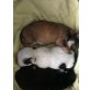 Chihuahua kurzhaariger Schlag - Rüde