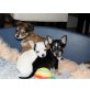 Chihuahua kurzhaariger Schlag - Rüde
