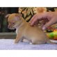 Chihuahua kurzhaariger Schlag - Rüde