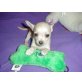 Chihuahua kurzhaariger Schlag - Rüde