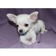 Chihuahua kurzhaariger Schlag - Rüde