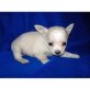 Chihuahua kurzhaariger Schlag - Rüde