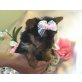 Chihuahua kurzhaariger Schlag - Rüde