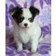 Chihuahua kurzhaariger Schlag - Rüde