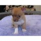 Chihuahua kurzhaariger Schlag - Rüde