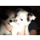 Chihuahua kurzhaariger Schlag - Rüde