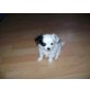Chihuahua kurzhaariger Schlag - Rüde
